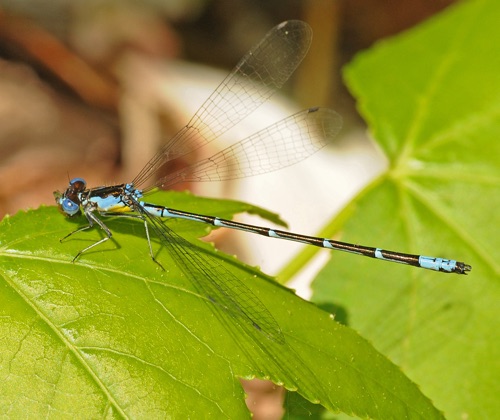 Male
2009_05_05_Chattooga